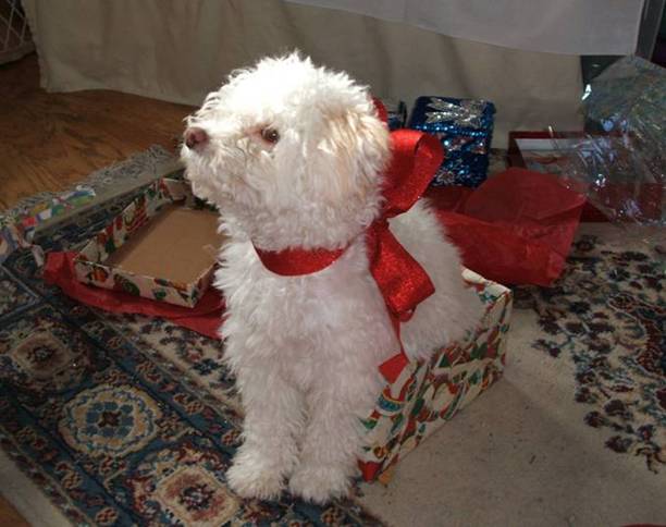 Bijou, Kassy's adorable Bijon Frisee/Maltese doggie
